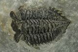 Coltraneia Trilobite Fossil - Huge Faceted Eyes #225336-3